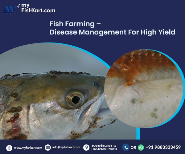 fish medicine online in kolkata